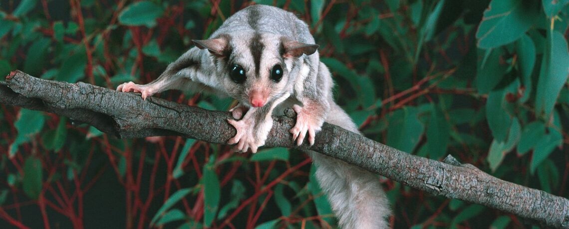 Eyes of the Wild: Fantastic Flight